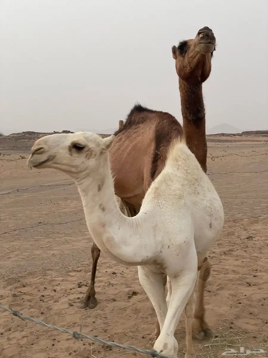 خلفه البيع معها قعود 1