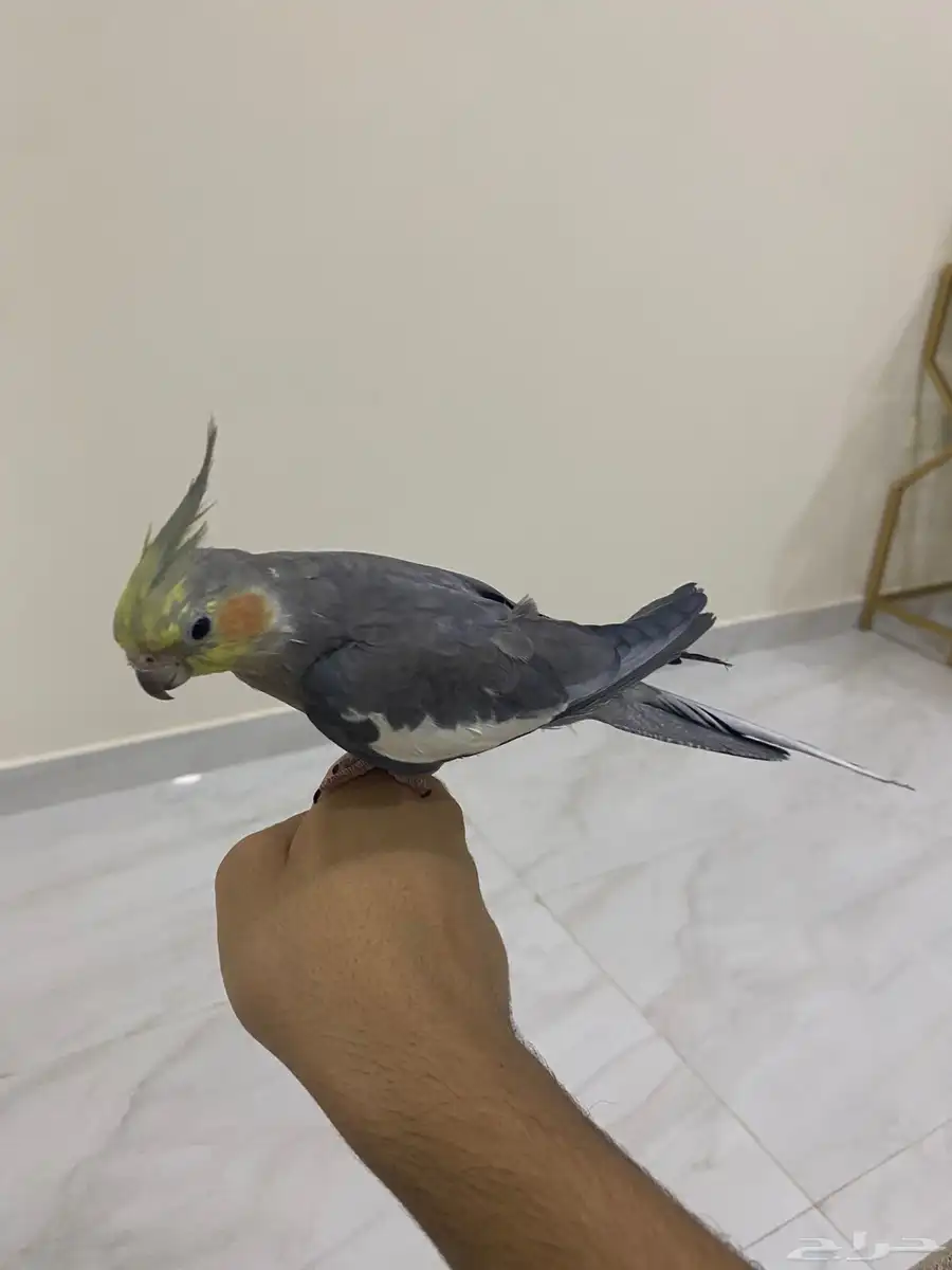 كروان أليف 2
