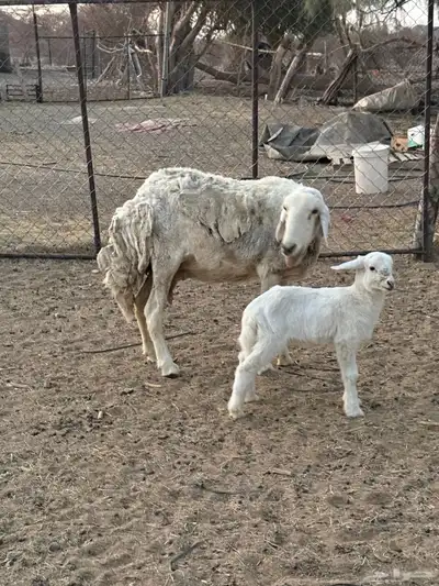 للبيع نعجه تحتها رخل 1