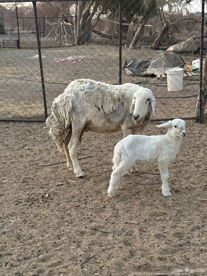 للبيع نعجه تحتها رخل 1