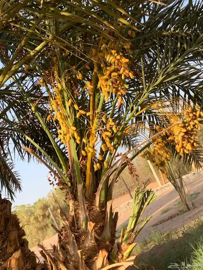 ونان مجدول صقعي 10