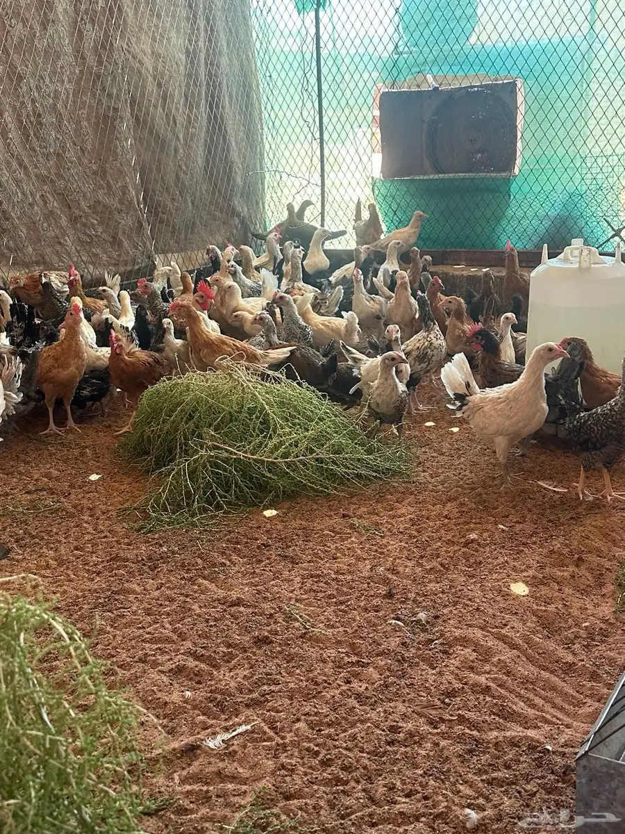 دجاج بلدي العمر شهرين ونصف العدد 150 جوز تقريبا 2