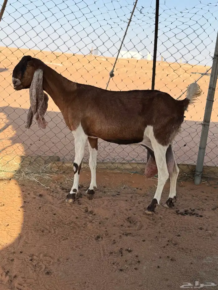عنزين حليب وعنز متبع طيبات تم البيع 0