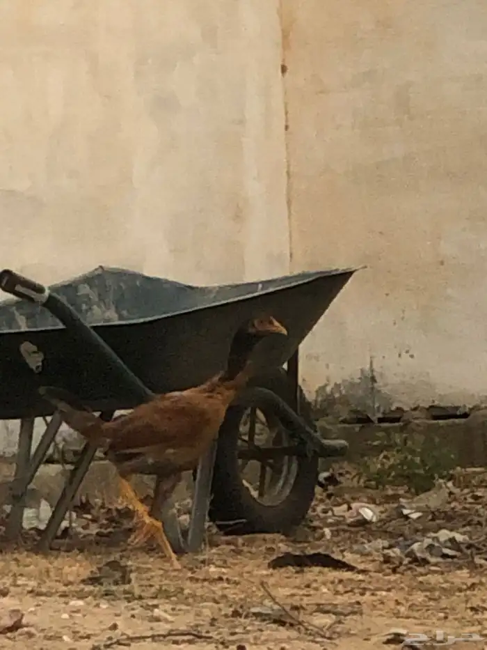 انوع دجاج ذكر ونثى 1