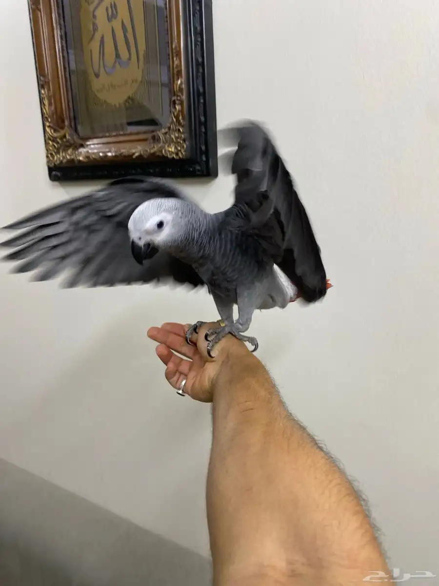 طيور 0
