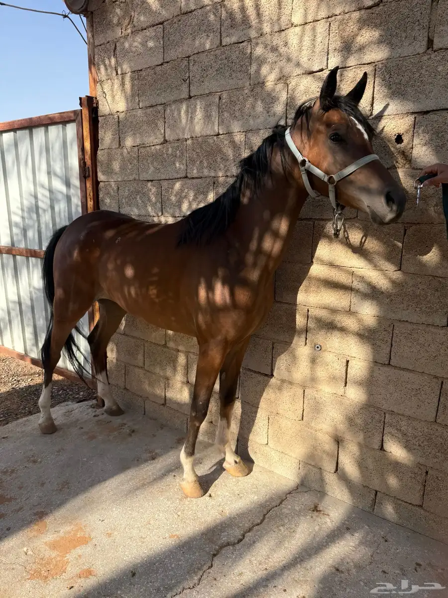 مهره 8