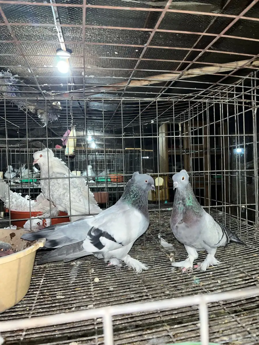 حمام 3