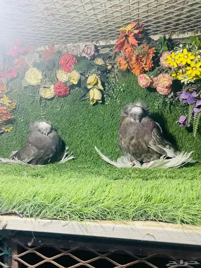 للبيع طبه بخاره 4