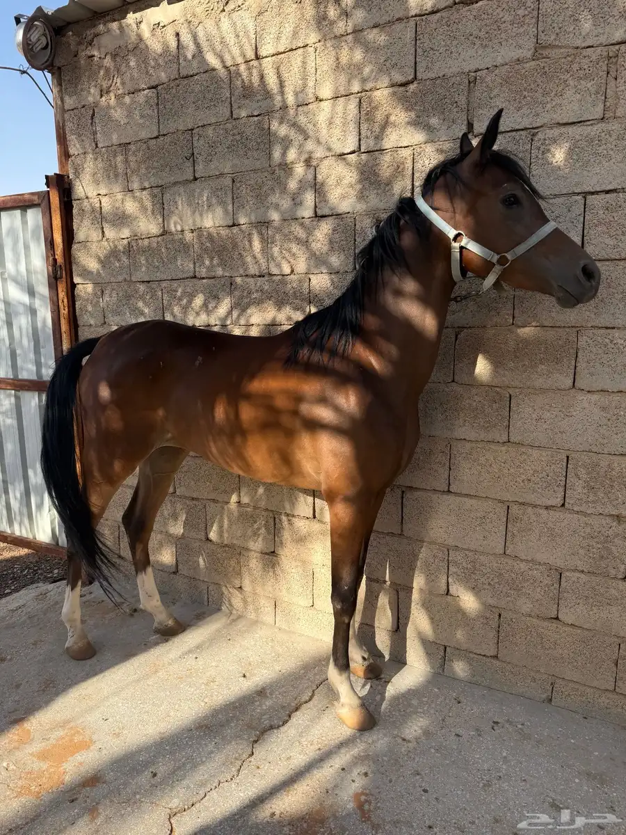 مهره 6