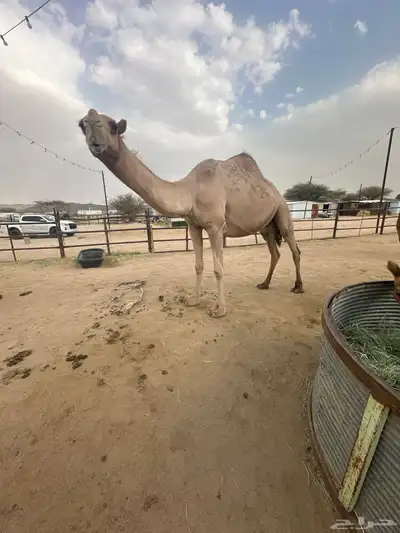 عدد 3. لقحه وضروبتين 0