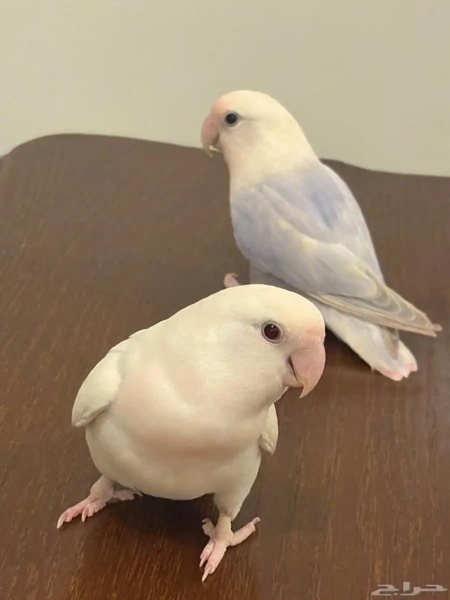 للبيع طيور البينو 2
