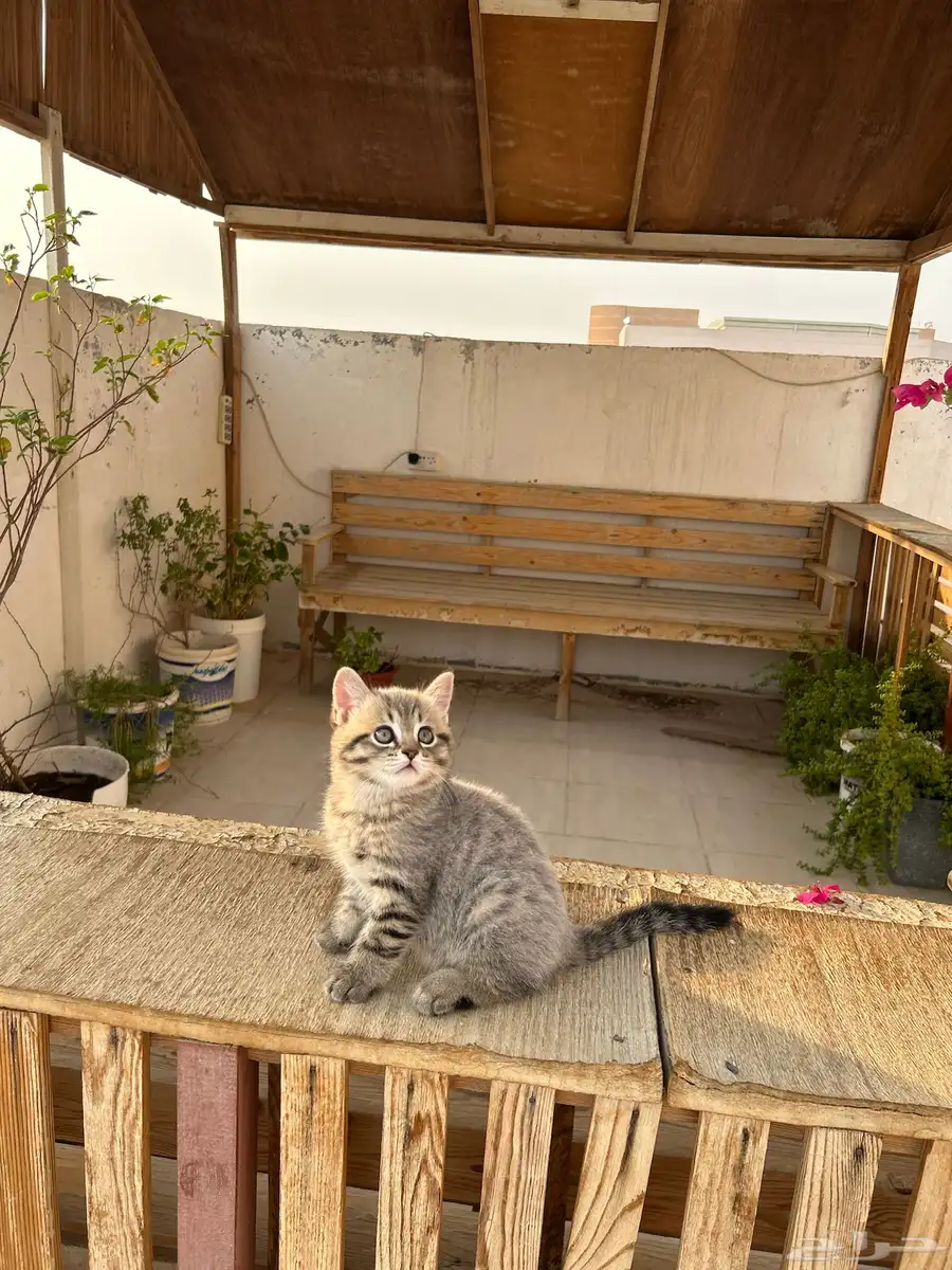 قطط كيتن سكوتش فولد وستريت للبيع انتاج فااخر 5