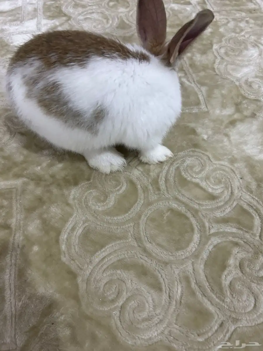 أرنب 3