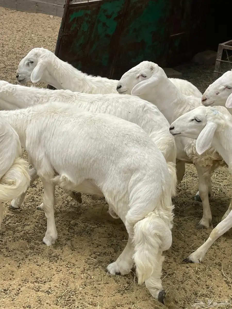 خرفان جبرات وصنف سمان فل شحم العدد 15 5