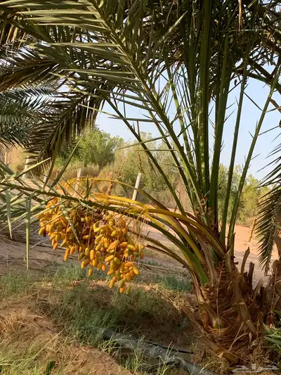 ونان مجدول صقعي 11