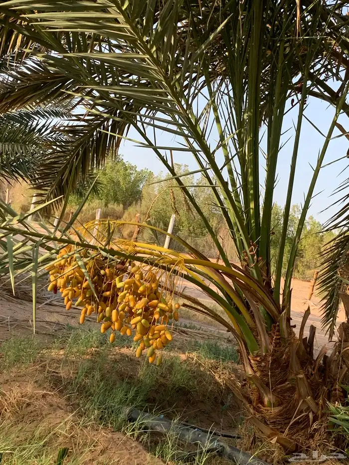 ونان مجدول صقعي 11
