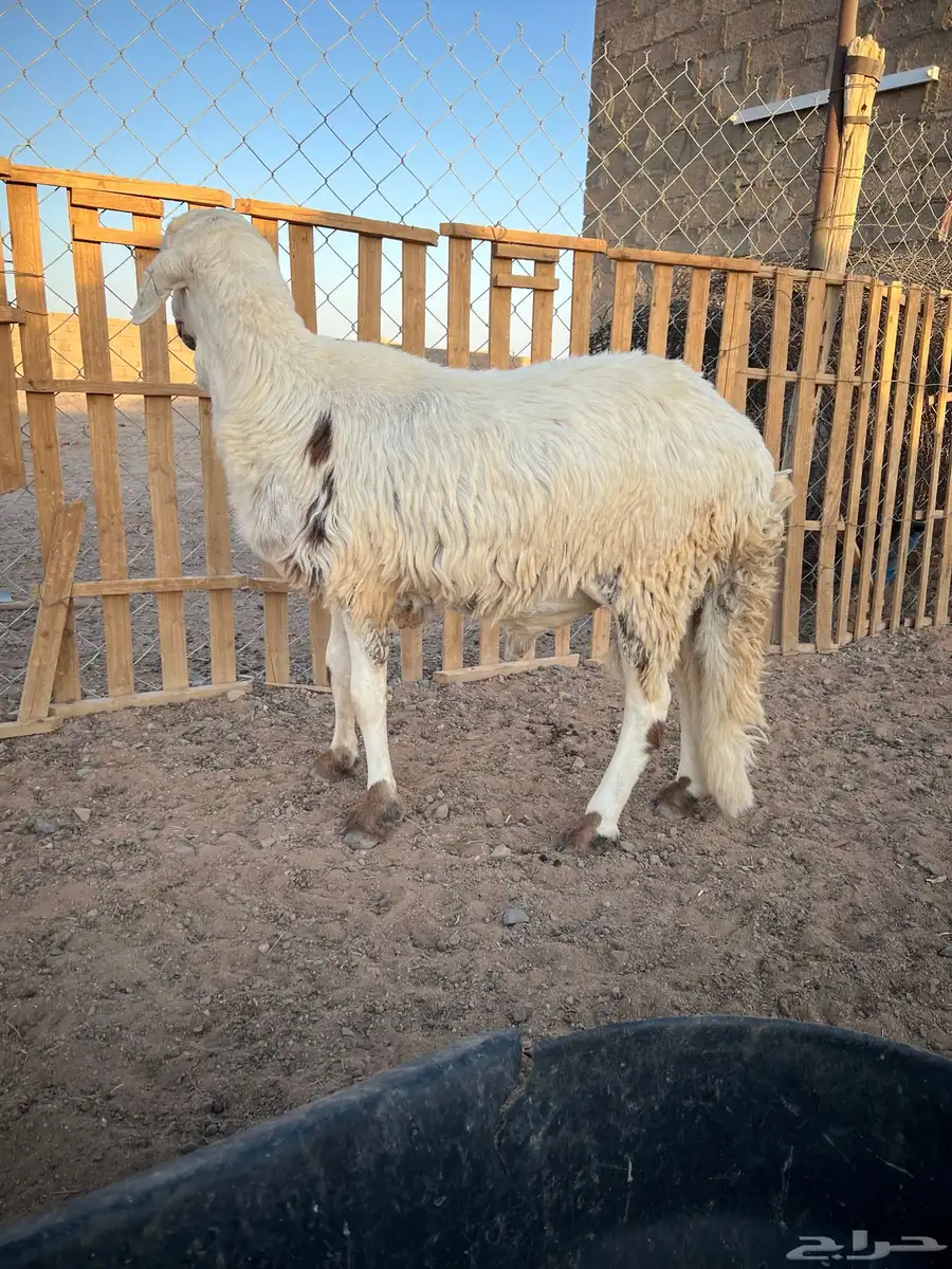 للبيع طلي ساكني العمر ثني ثاني عنز معها رحل روم صحه شرط 0