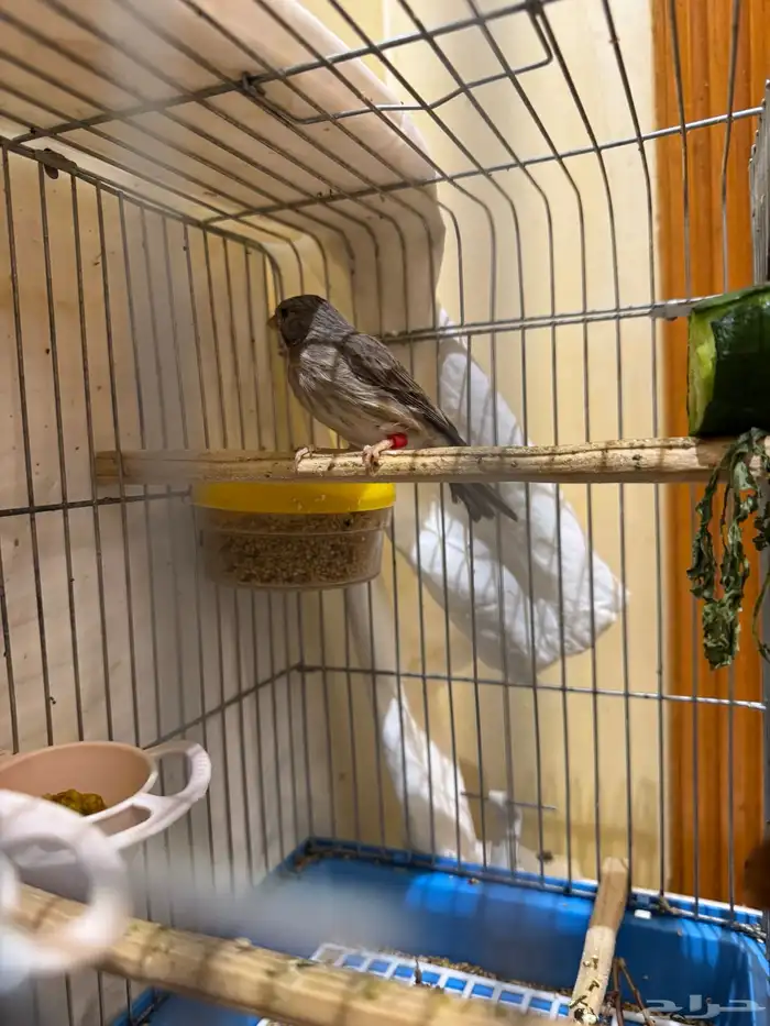 قري طايفي ذكر 1