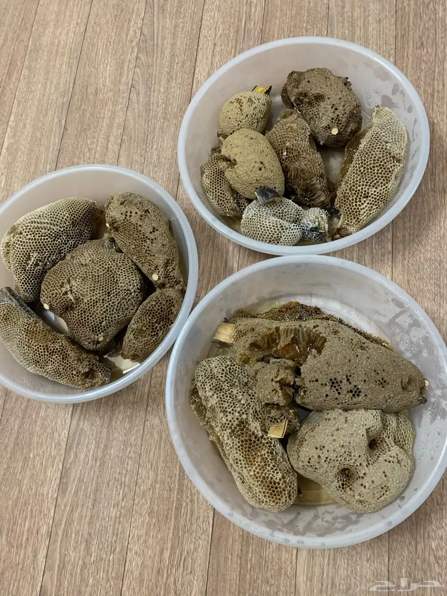 عسل بري ( جبلي) 6 كيلو ونص 0