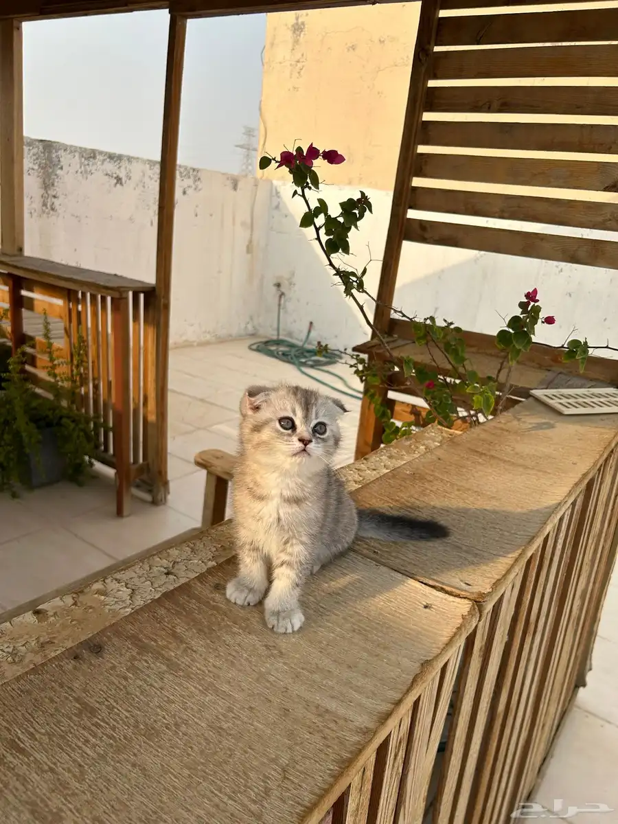 قطط كيتن سكوتش فولد وستريت للبيع انتاج فااخر 10