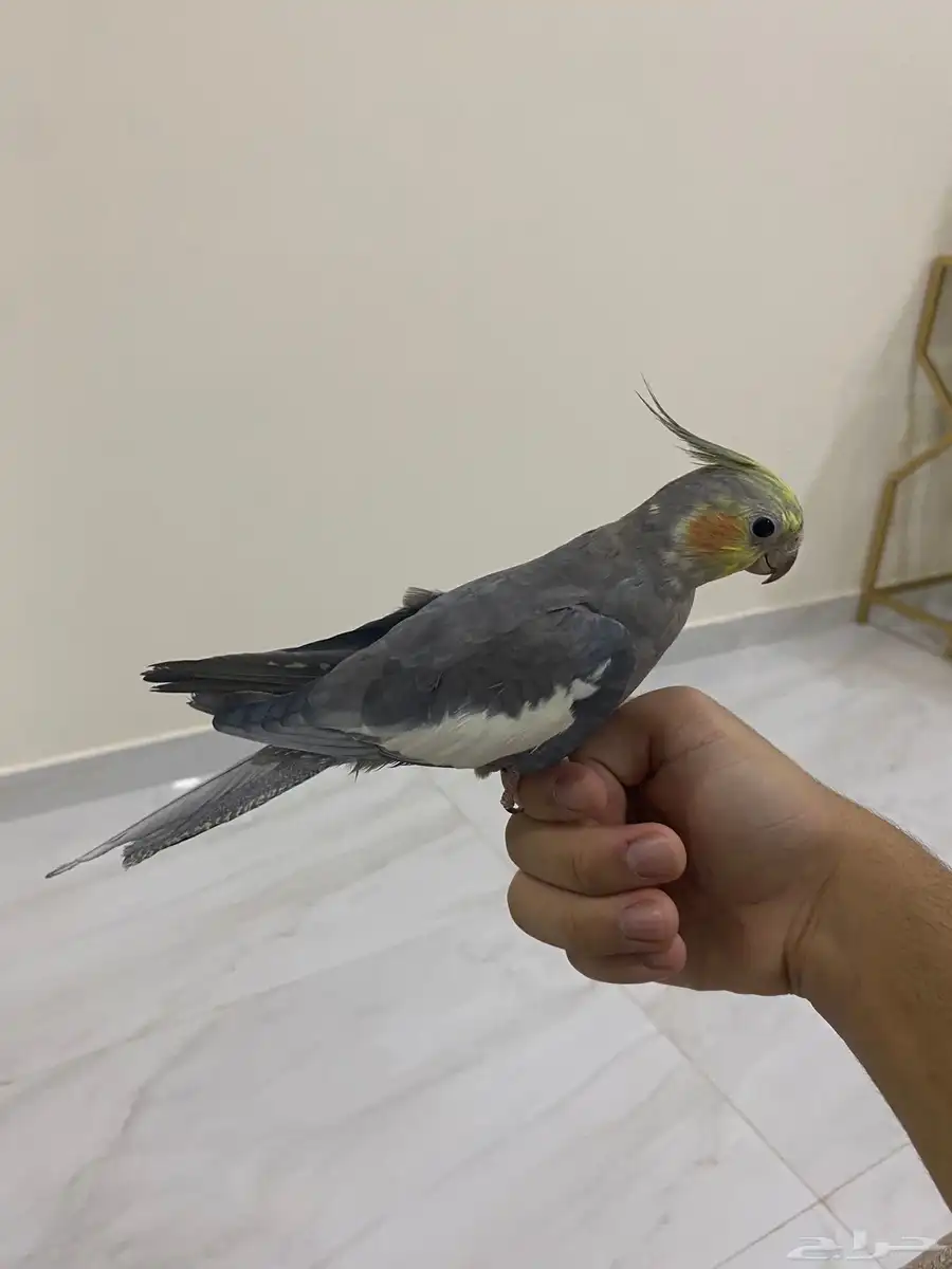 كروان أليف 3