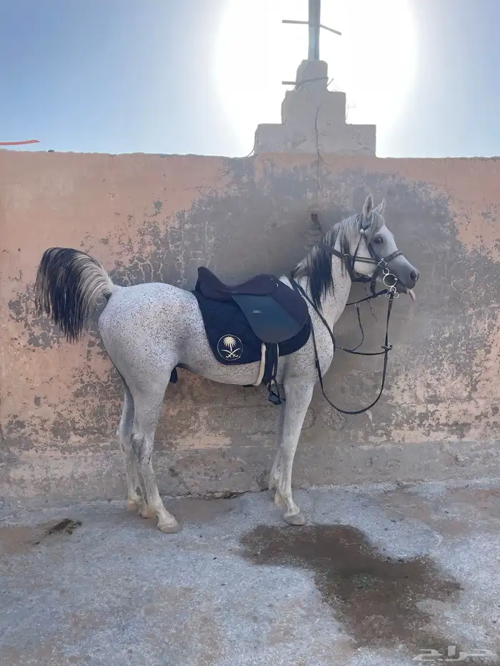 حصان واهو 0