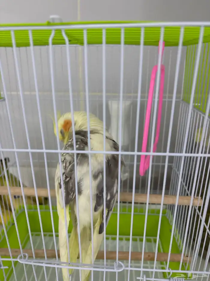 طير كروان للبيع 2