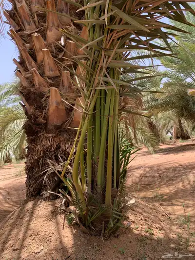 ونان مجدول صقعي 2