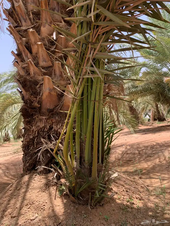 ونان مجدول صقعي 2