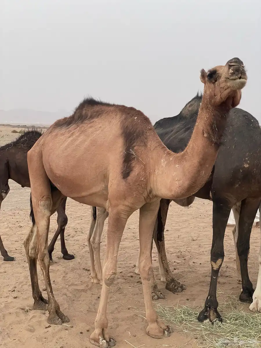 خلفه البيع معها قعود 2