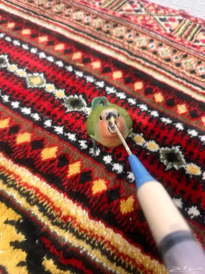 فرخ روز 0