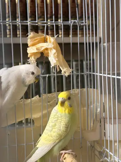 زوج بادجي (طيور حب) للبيع 0