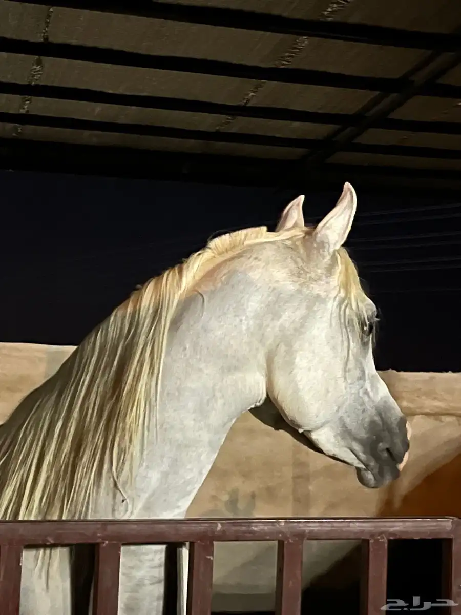 حصان واهو 2