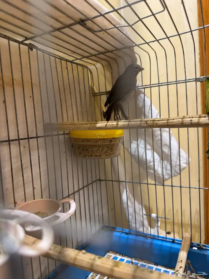 قري طايفي ذكر 2