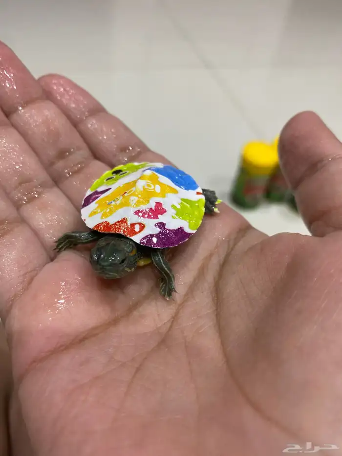 سلاحف جميله 4
