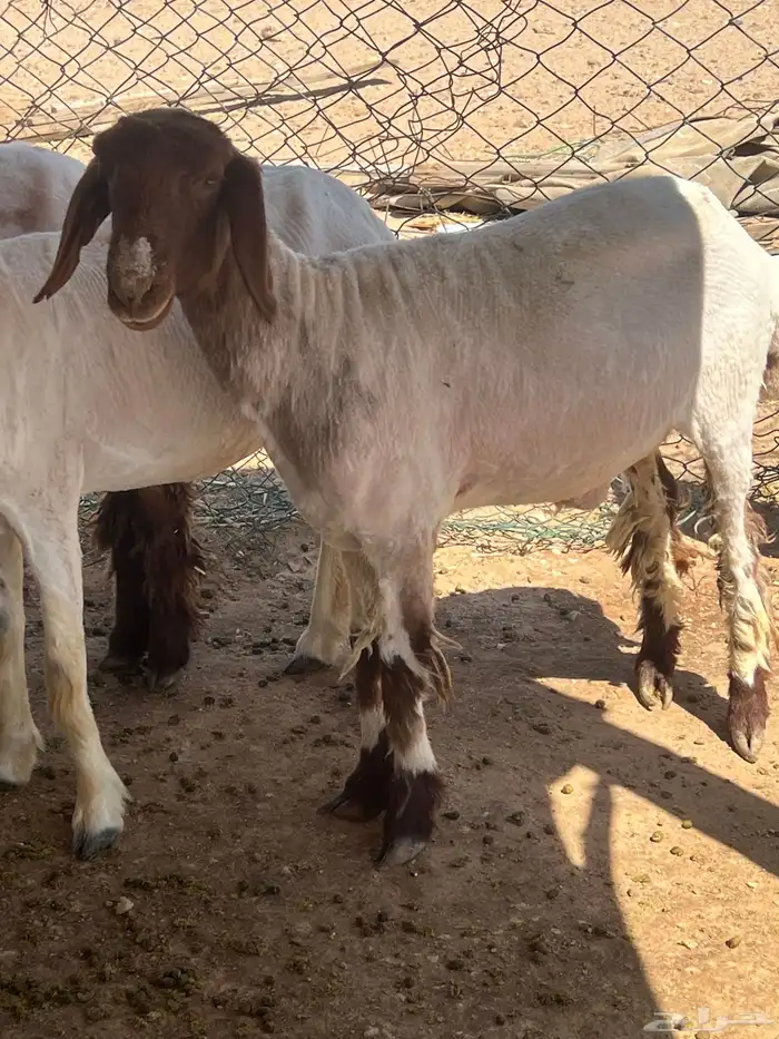 جذعه نعيميه 2