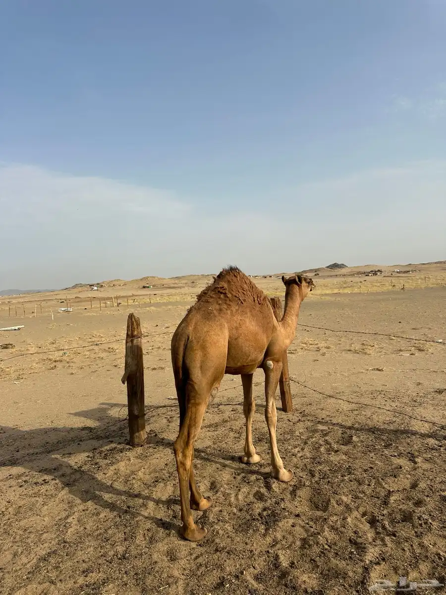 بكره للبيع 5