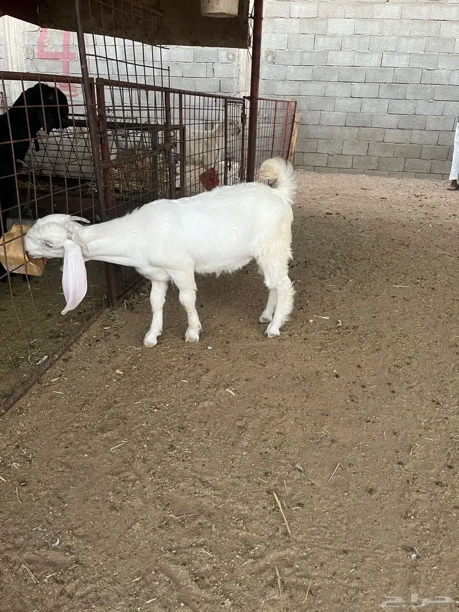 تيس 1
