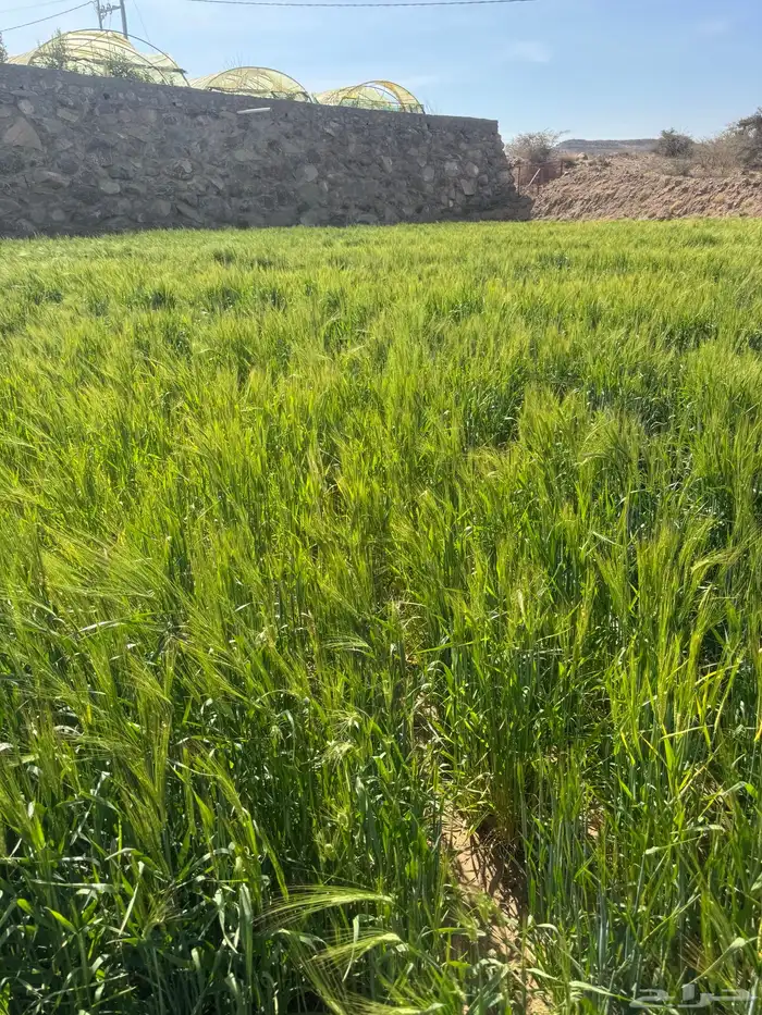 بر بلدي وعضوي ظهران الجنوب 2