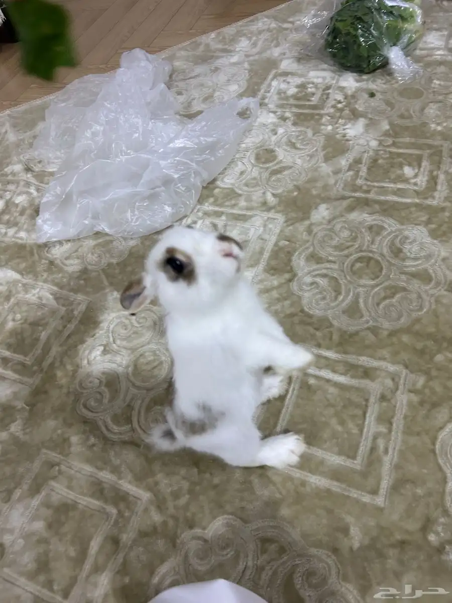 أرنب 1