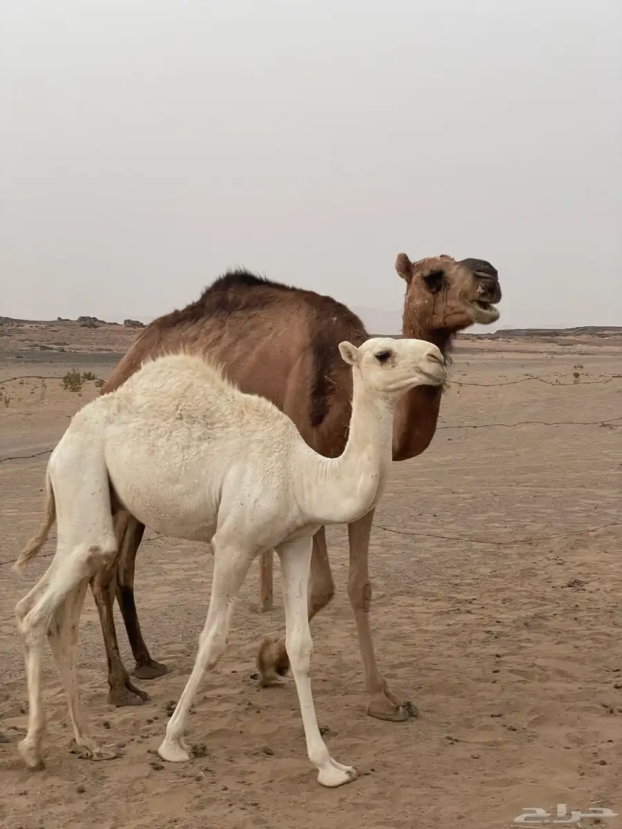 خلفه البيع معها قعود 7
