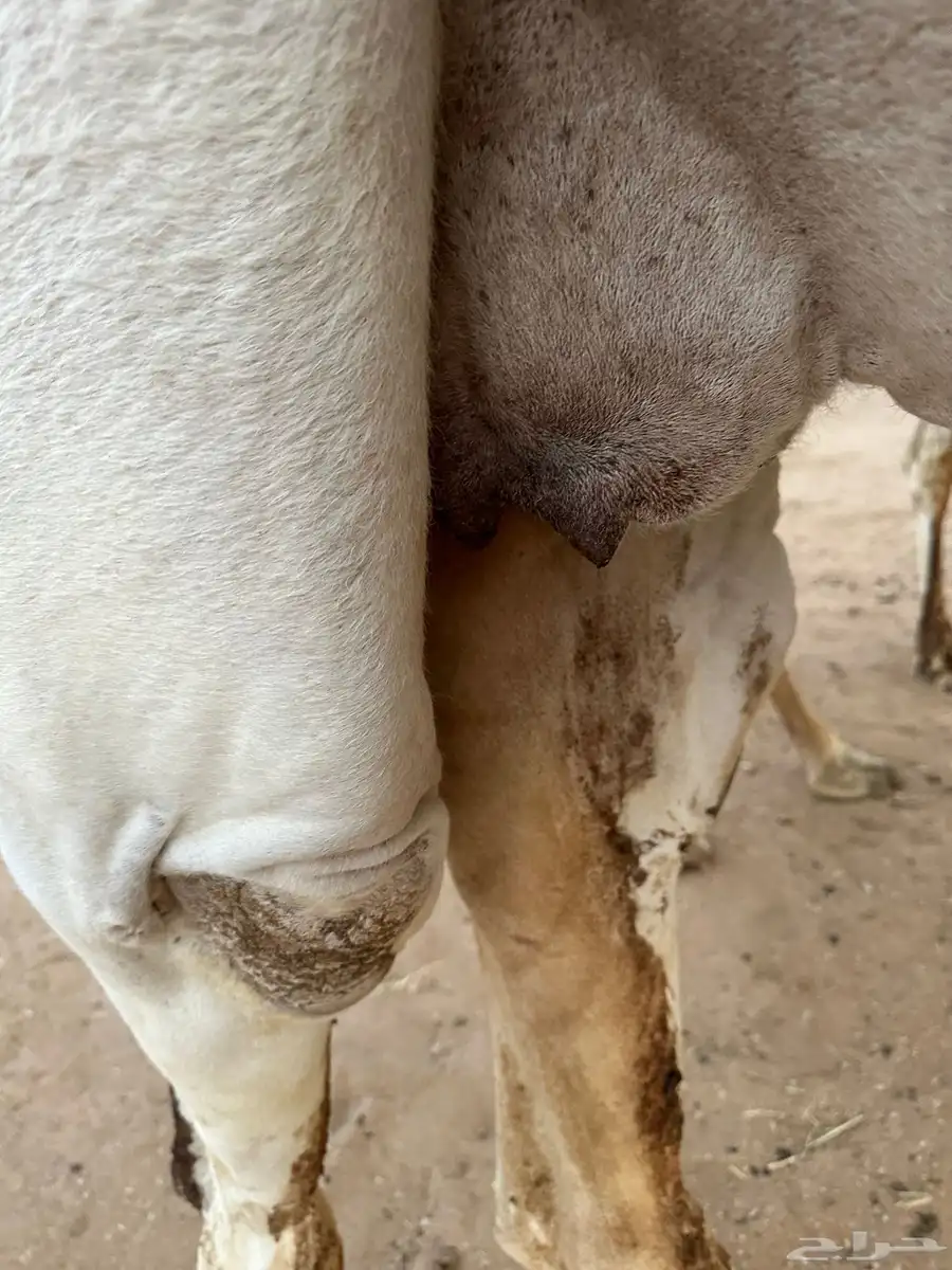 لقحه وضحى طيبه 5
