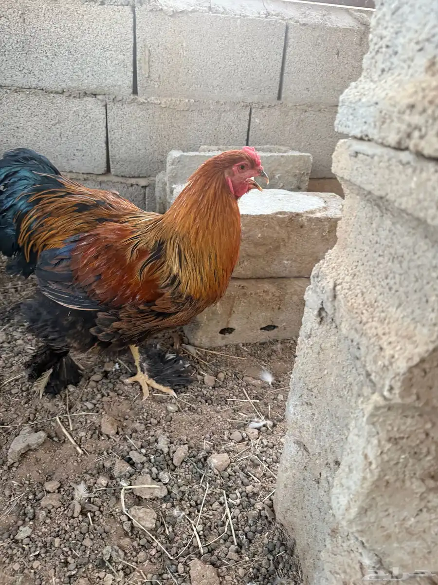 ديوك و دجاج براهما 1