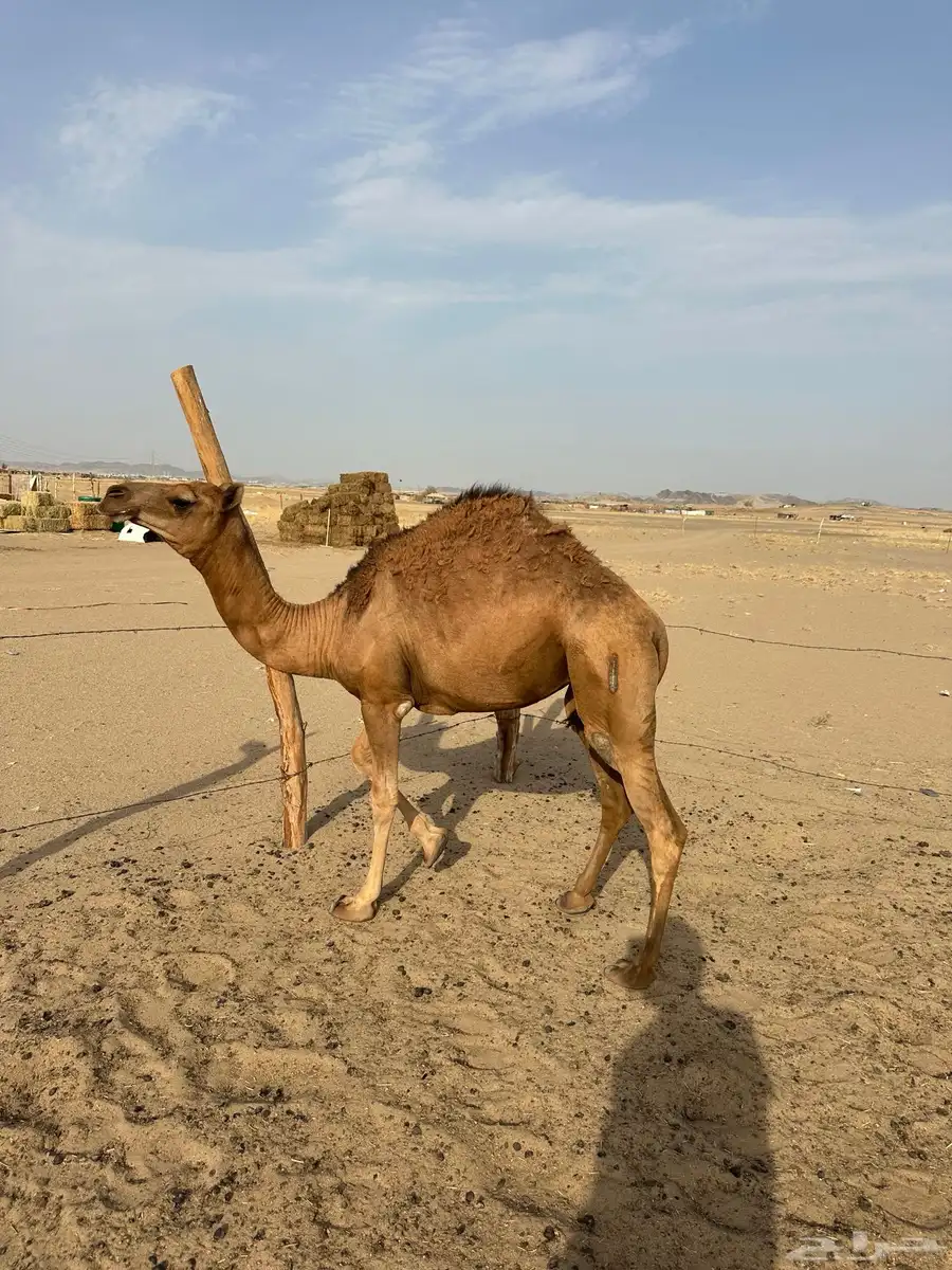 بكره للبيع 2