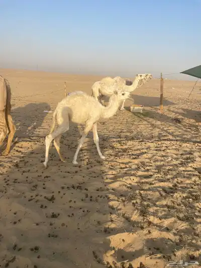 خلفه وضحى معها قعود للبيع 1