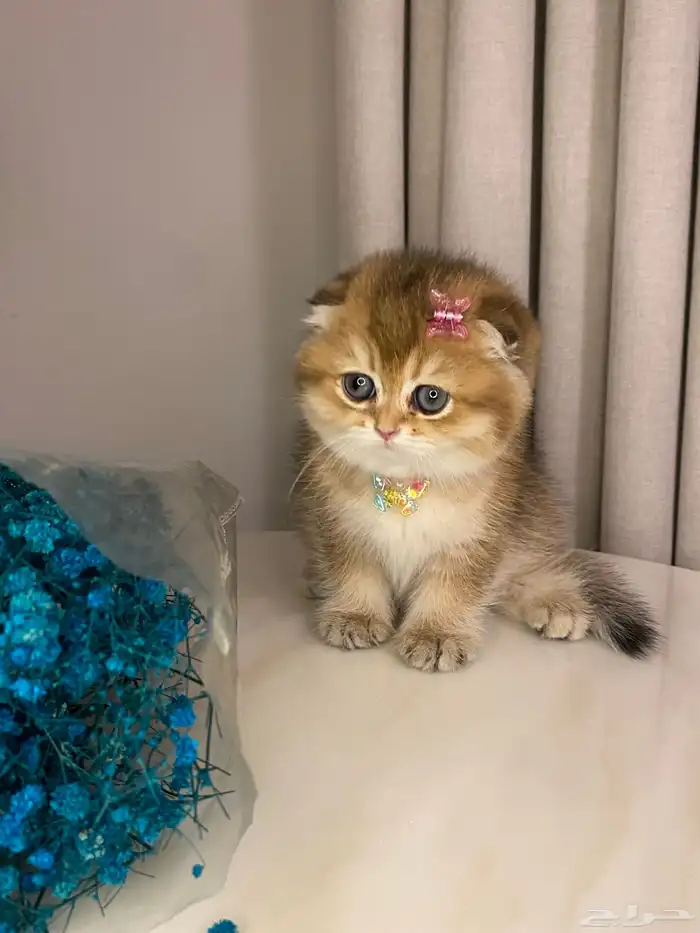 قطط للبيع سكوتش 3