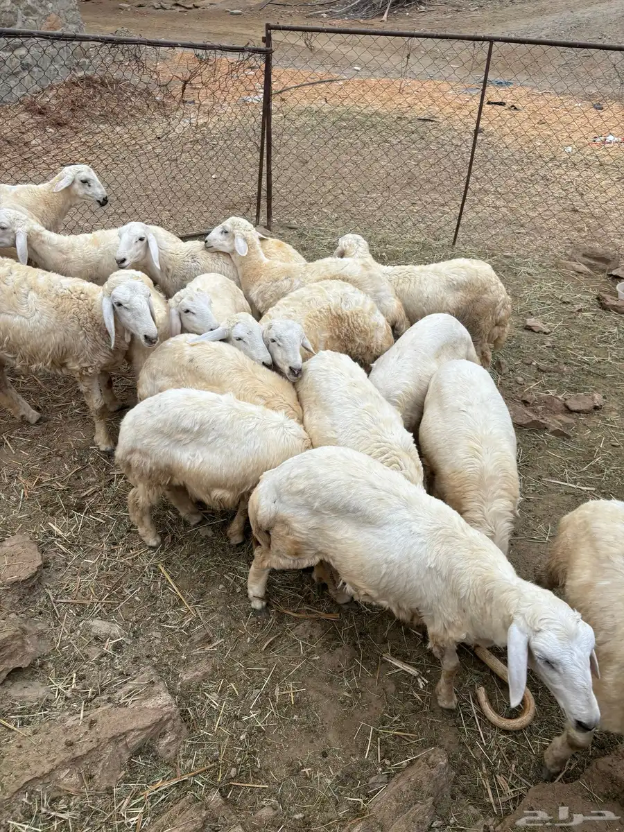 طليان ورخال للبيع 6