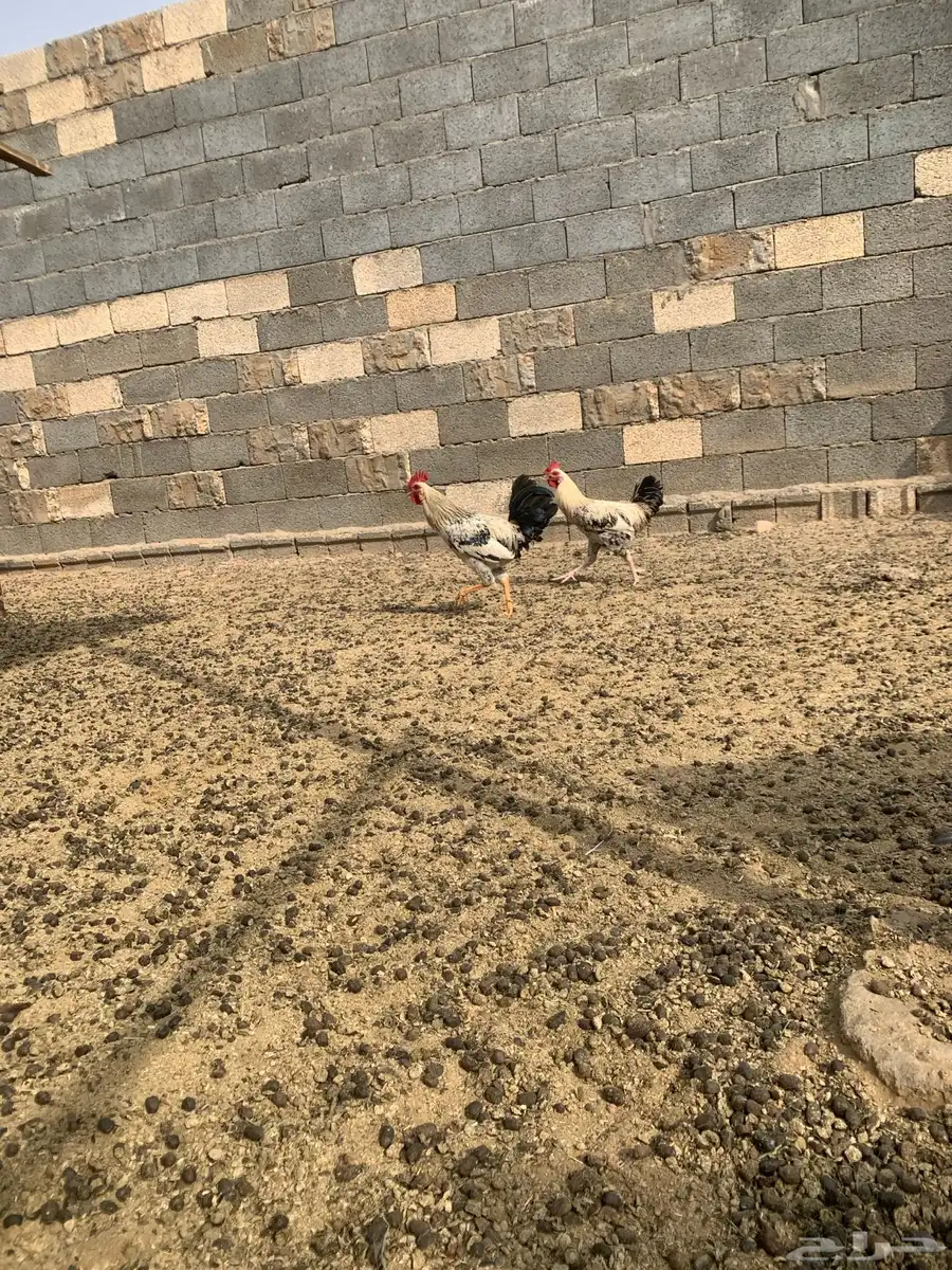 ديكه بلديه 6