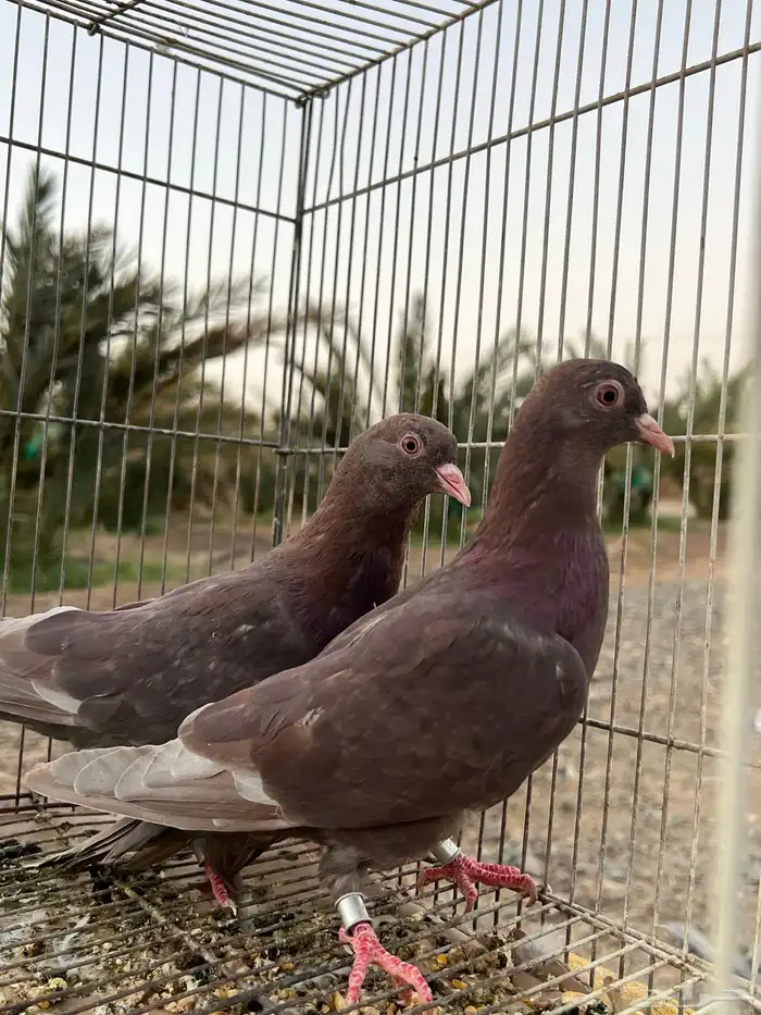 للبيع حمام قطيفي 1