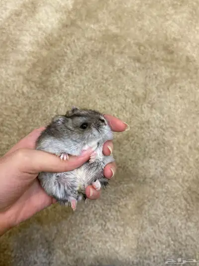 هامستر ونتر وايت 0